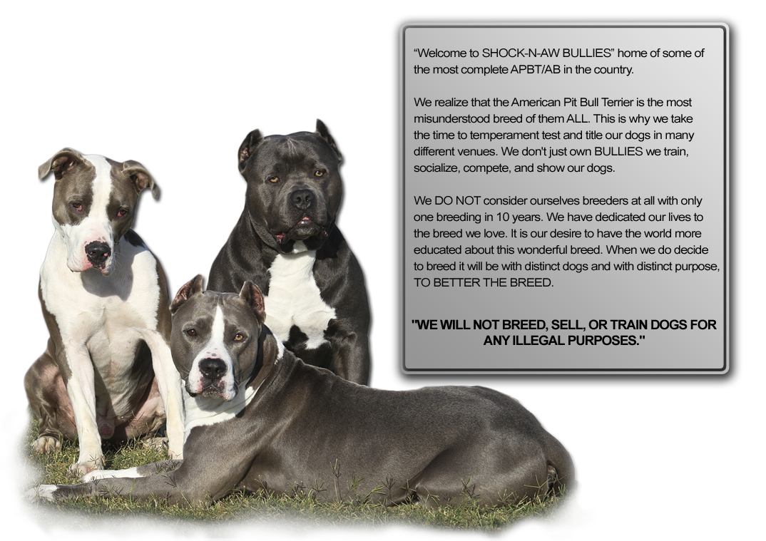 American Bully: Unmasking The Myths And Celebrating The Facts - WAF